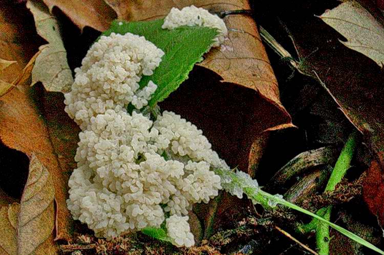 Mucilago crustacea P. Micheli ex F.H. Wigg.(PROVA)